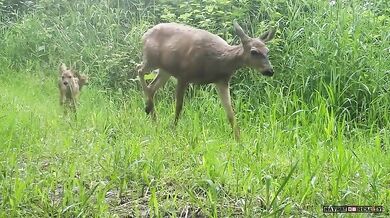 Fauna ve Washingtonu