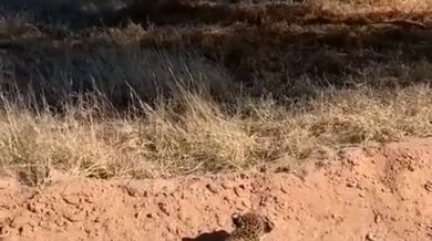 Leopard se plazí jako v příkopu za války