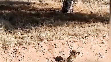 Leopard se plazí jako v příkopu za války