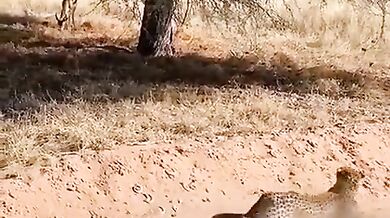 Leopard se plazí jako v příkopu za války