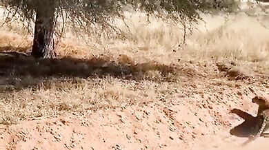 Leopard se plazí jako v příkopu za války