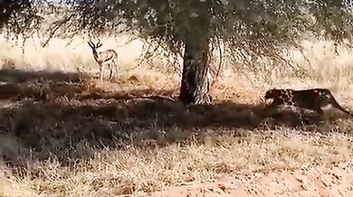 Leopard se plazí jako v příkopu za války