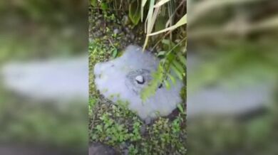 Kolo, kolo mlýnský...