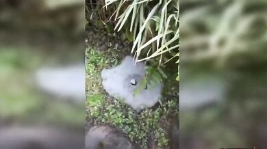 Kolo, kolo mlýnský...