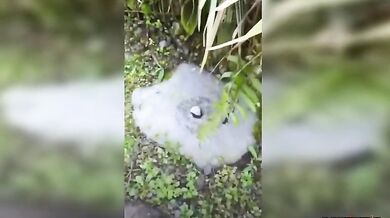 Kolo, kolo mlýnský...