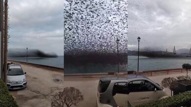 Přelet hejna špačků