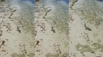 Setkání se žralokem #32