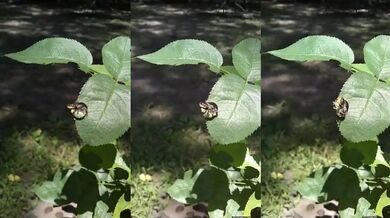 Včela Vojtěšková