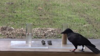 Experiment s vránou