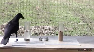 Experiment s vránou