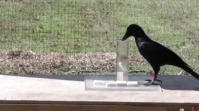 Experiment s vránou