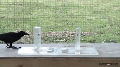 Experiment s vránou