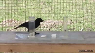 Experiment s vránou