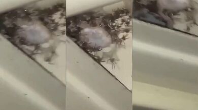 Tohle doma nechceš!