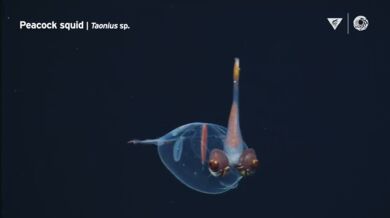 Hlubokomořský svět