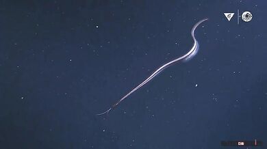 Hlubokomořský svět