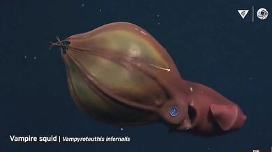 Hlubokomořský svět