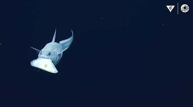 Hlubokomořský svět