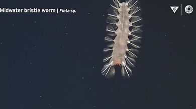 Hlubokomořský svět