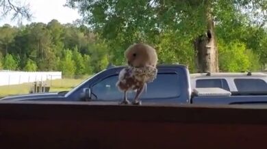 Tančící opeřenec