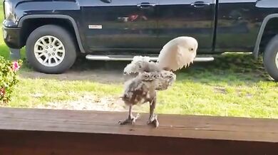 Tančící opeřenec