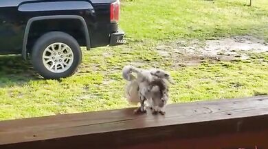 Tančící opeřenec