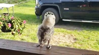 Tančící opeřenec