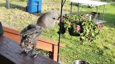 Tančící opeřenec