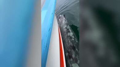 Setkání s velrybami #20