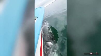 Setkání s velrybami #20