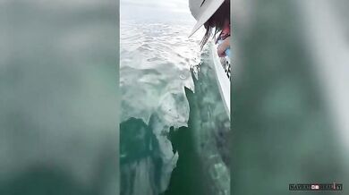 Setkání s velrybami #20