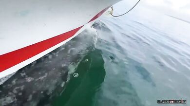 Setkání s velrybami #20