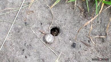 Zapomněl zavřít dveře