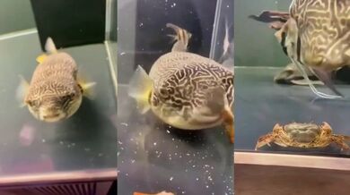 Ryba živící se krabem