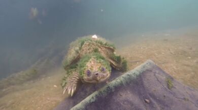 Pěkný záběr staré Kajmanky Dravé