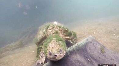 Pěkný záběr staré Kajmanky Dravé