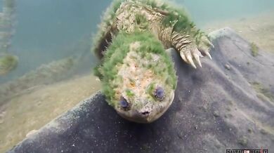 Pěkný záběr staré Kajmanky Dravé