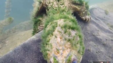 Pěkný záběr staré Kajmanky Dravé