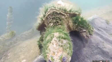 Pěkný záběr staré Kajmanky Dravé