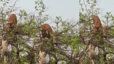 Opice vs. tygr na stromě