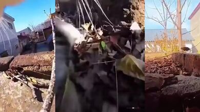 Život kočky v první osobě