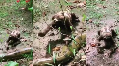 Nebojácný lenochod