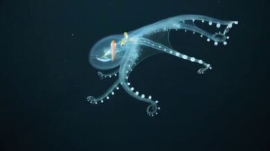 Skleněná chobotnice