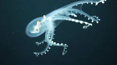 Skleněná chobotnice