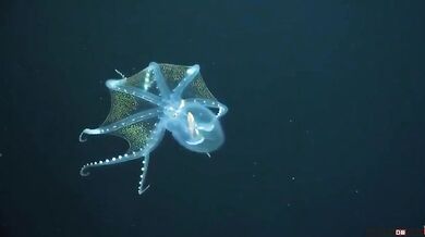 Skleněná chobotnice