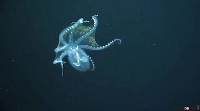 Skleněná chobotnice