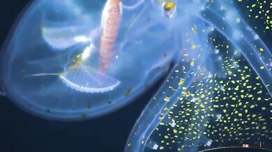 Skleněná chobotnice