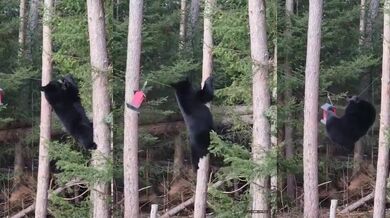 Medvěd a krmítko pro ptáky