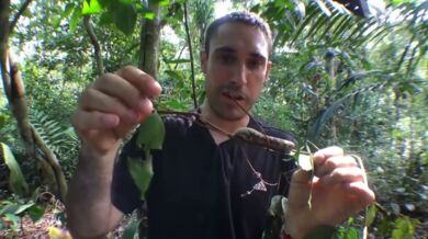 Housenka napodobující hada