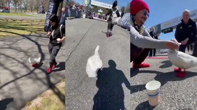 Kachna na newyorském maratonu